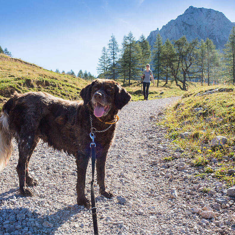 Wanderung mit Hund zur Klagenfurter Hütte