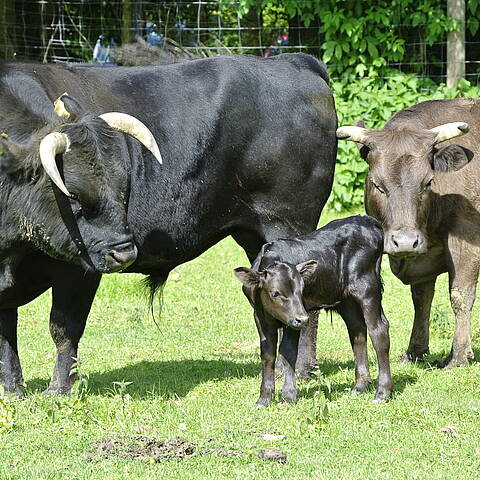 Tierpark Rosegg