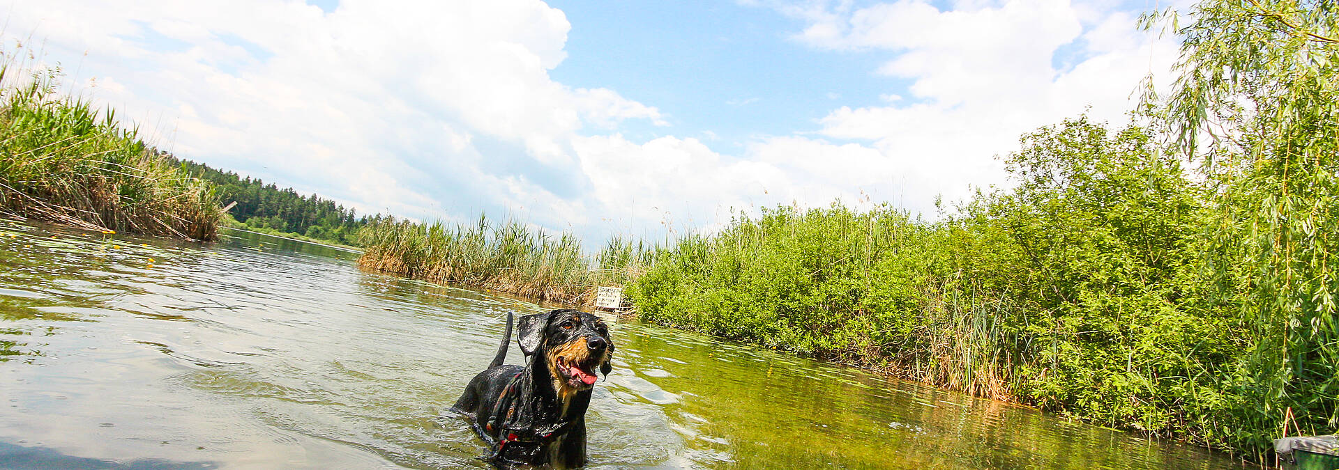 Baden mit Hund am Klopeiner See