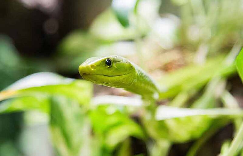 Social Reptilienzoo Happ c Wolfgang Handler